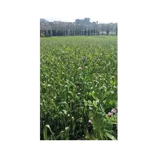 Compra FORRIDENA ANUAL (25 Kgr.). en la tienda online Fito Agrícola