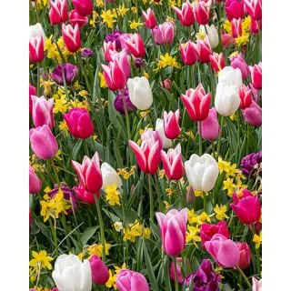 Compra HAPPY FRIDAY (100 Unid.). en la tienda online Fito Agrícola