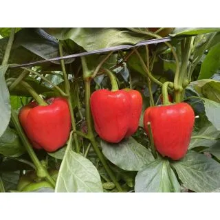Compra PIMIENTO HAZANO DS-42181 F1 (1.000 Semillas) en la tienda online Fito Agrícola