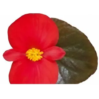 Compra BEGONIA VIKING XL CHOCOLATE COLOR RED (144 Plantas). en la tienda online Fito Agrícola