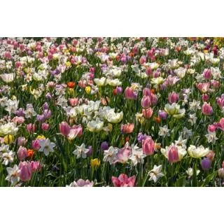 Compra HEAVENLY SOFT (100 Unid.). en la tienda online Fito Agrícola