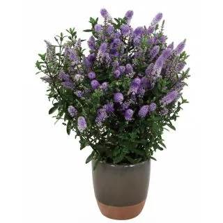 Compra HEBE GRETHE (84 Plantas). en la tienda online Fito Agrícola