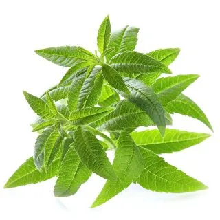 Compra HIERBA LUISA ECOLÓGICA ME11 en la tienda online Fito Agrícola