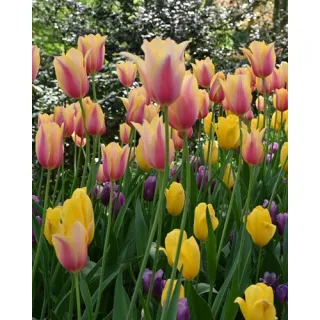 Compra HIGH SPIRITS (100 Unid.). en la tienda online Fito Agrícola