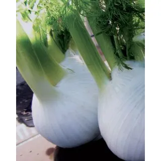 Compra HINOJO AMADEUS F1 Pildorada (5.000 Semillas) en la tienda online Fito Agrícola