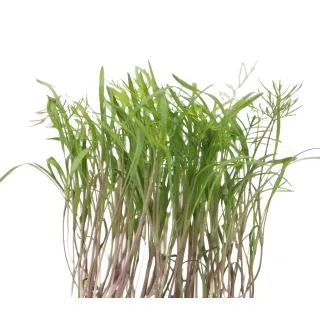 Compra HINOJO MICROGREENS (5 Kgr.). en la tienda online Fito Agrícola