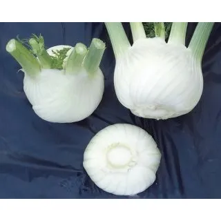 Compra HINOJO MONVISO F1 Pildorada (10.000 Semillas) en la tienda online Fito Agrícola