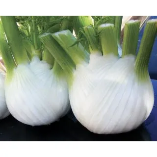 Compra HINOJO MOZART F1 Pildorada (5.000 Semillas) en la tienda online Fito Agrícola