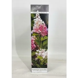 Compra HORTENSIA PINK LADY (1 unid.) en la tienda online Fito Agrícola