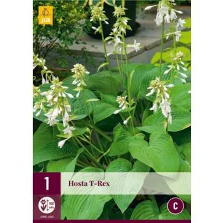 Compra HOSTA T-REX en la tienda online Fito Agrícola