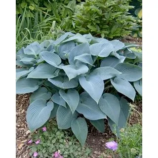 Compra HOSTA HALCYON (25 Unid.). en la tienda online Fito Agrícola
