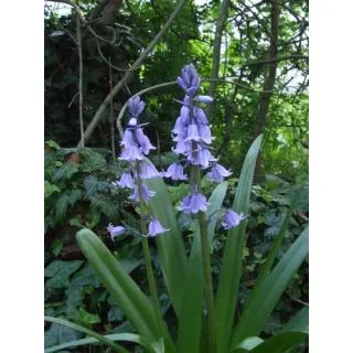 Compra HYACINTHOIDES HISPANICA BLUE (100 Unid.). en la tienda online Fito Agrícola