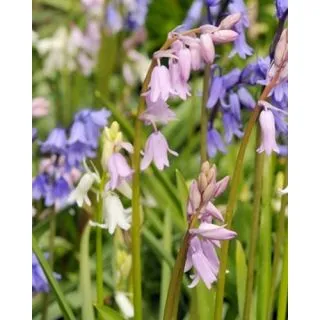 Compra HYACINTHOIDES HISPANICA MIX (100 Unid.). en la tienda online Fito Agrícola