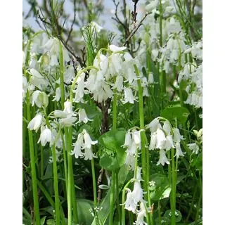 Compra HYACINTHOIDES HISPANICA WHITE (100 Unid.). en la tienda online Fito Agrícola