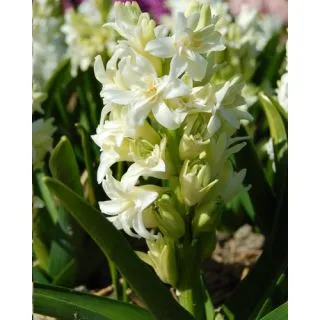 Compra JACINTOS DOBLES WHITE (50 Unid.). en la tienda online Fito Agrícola