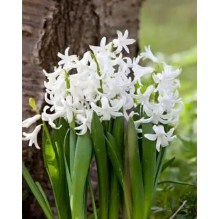 Compra JACINTOS MULTIFLORA WHITE (25 Unid.). en la tienda online Fito Agrícola