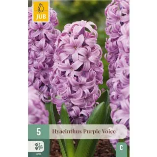 Compra JACINTOS PURPLE VOICE en la tienda online Fito Agrícola