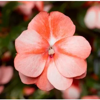 Compra IMPATIENS FLORIFIC® SWEET ORANGE (1000 Semillas) en la tienda online Fito Agrícola