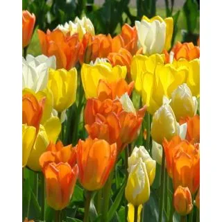 Compra IMPERIAL FRIENDS (100 Unid.). en la tienda online Fito Agrícola