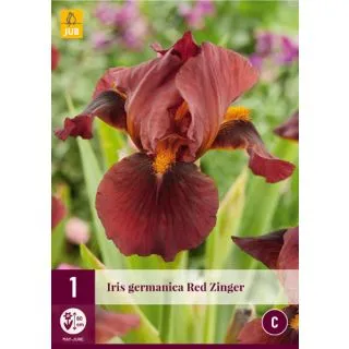 Compra IRIS GERMANICA RED ZINGER en la tienda online Fito Agrícola