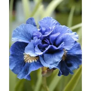 Compra IRIS SIBIRICA CONCORD CRUSH (25 Unid.). en la tienda online Fito Agrícola