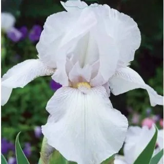 Compra IRIS GERMANICA WHITE KNIGHT (25 Unid.). en la tienda online Fito Agrícola