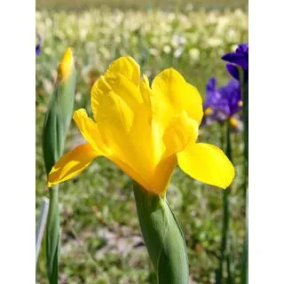 Compra IRIS HOLANDICA GOLDEN HARVEST (100 Unid.). en la tienda online Fito Agrícola