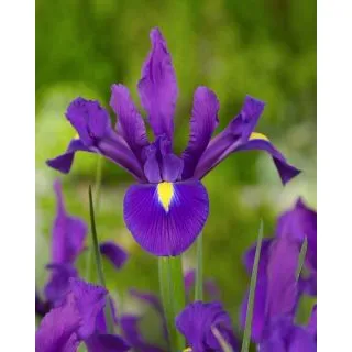 Compra IRIS HOLANDICA PURPLE SENSATION (100 Unid.). en la tienda online Fito Agrícola