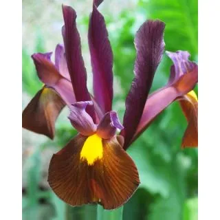Compra IRIS HOLANDICA RED EMBER (100 Unid.). en la tienda online Fito Agrícola