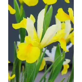 Compra IRIS HOLANDICA SYMPHONY (100 Unid.). en la tienda online Fito Agrícola