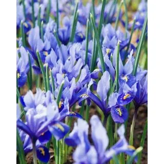 Compra IRIS RETICULATA ALIDA (100 Unid.). en la tienda online Fito Agrícola