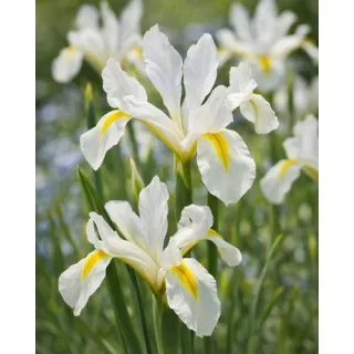 Compra IRIS RETICULATA LOUISE (100 Unid.). en la tienda online Fito Agrícola