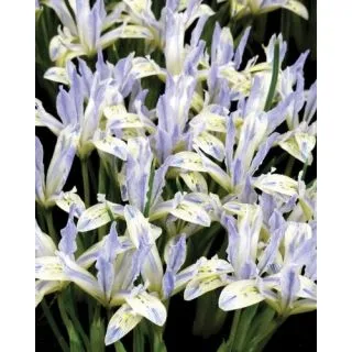 Compra IRIS RETICULATA PAINTED LADY (100 Unid.). en la tienda online Fito Agrícola
