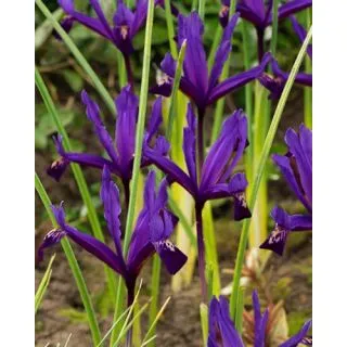 Compra IRIS RETICULATA PAULINE (100 Unid.). en la tienda online Fito Agrícola