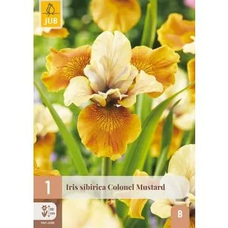 Compra IRIS SIBIRICA COLONEL MUSTARD en la tienda online Fito Agrícola
