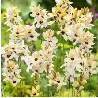 Compra IXIA SPOTLIGHT (100 Unid.). en la tienda online Fito Agrícola