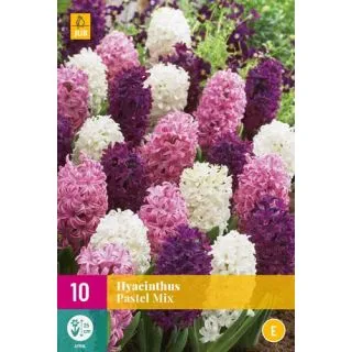 Compra JACINTOS PASTEL MIX XXL en la tienda online Fito Agrícola