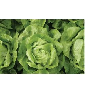 Compra LECHUGA JANIQUE Pildorada (25.000 Semillas) en la tienda online Fito Agrícola