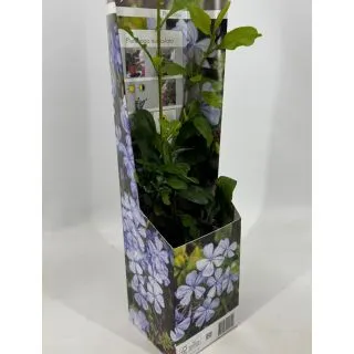 Compra JAZMIN AZUL (1 Unid.) en la tienda online Fito Agrícola