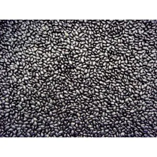 Compra JUDÍA BLACK TURTLE (25.000 Semillas) en la tienda online Fito Agrícola