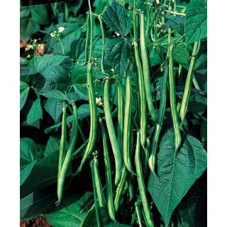 Compra JUDÍA MAXI (5 Kgr.). en la tienda online Fito Agrícola