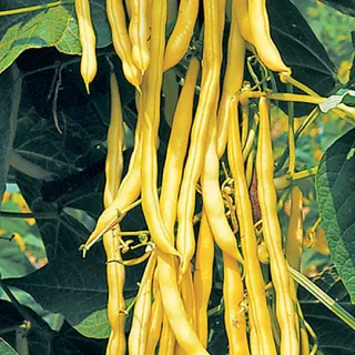 Compra JUDÍA NECKARGOLD (1 Kgr.). en la tienda online Fito Agrícola