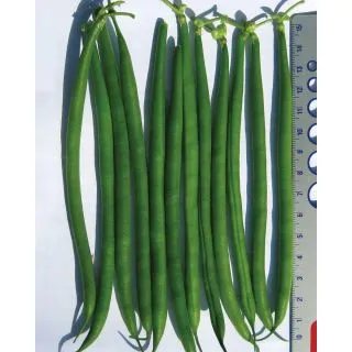 Compra JUDÍA ANAFI (100.000 Semillas) en la tienda online Fito Agrícola