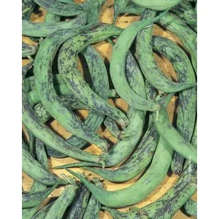 Compra JUDÍA ANELLINO DI TRENTO (5 Kgr.) en la tienda online Fito Agrícola