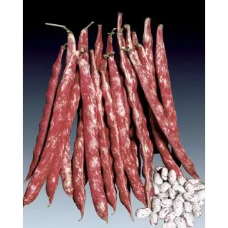 Compra JUDÍA BINGO (20 Kgr.) en la tienda online Fito Agrícola