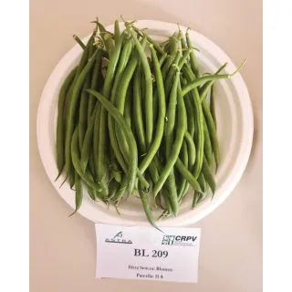 Compra JUDÍA BL 209 (100.000 Semillas). en la tienda online Fito Agrícola