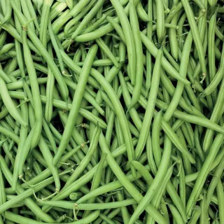 Compra JUDÍA DINASTY (100.000 Semillas) en la tienda online Fito Agrícola