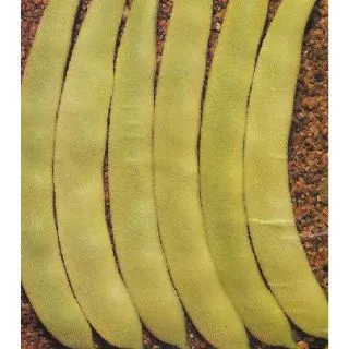 Compra JUDÍA GARRAFAL ENANA (5 Kgr.). en la tienda online Fito Agrícola