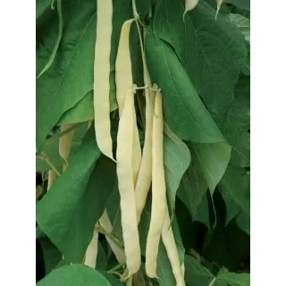 Compra JUDIA GOLDEN GATE BIO (1.000 Semillas). en la tienda online Fito Agrícola