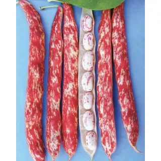 Compra JUDÍA GRECALE (20 Kgr.) en la tienda online Fito Agrícola